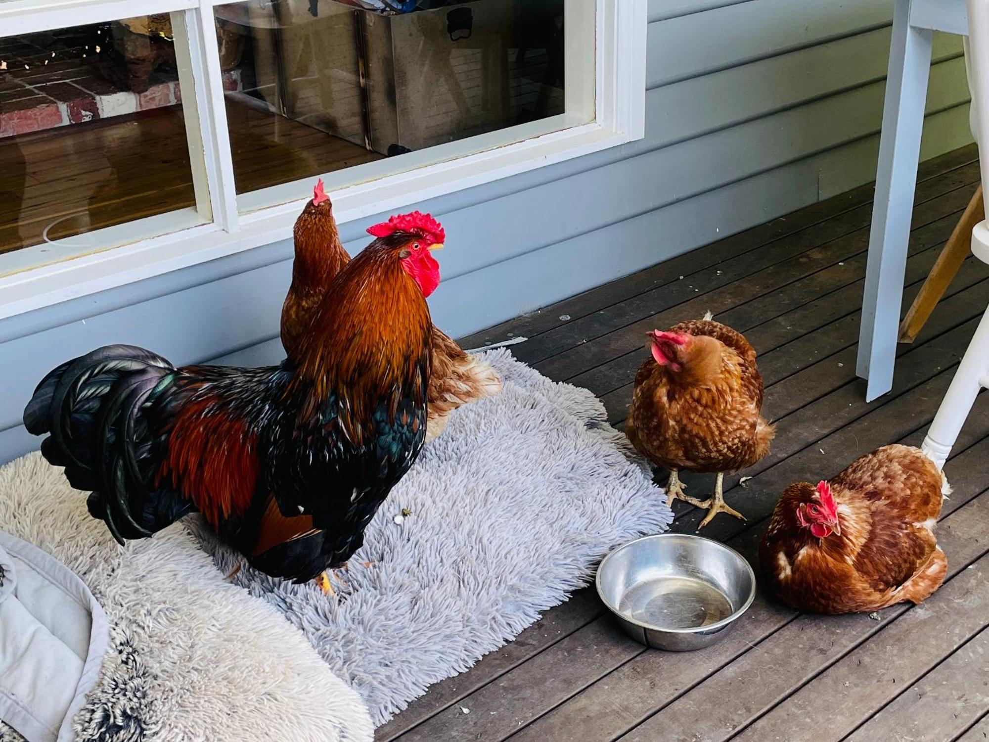 Farm Stay Maple Cottage At Wilindi Estate Tyabb Kültér fotó