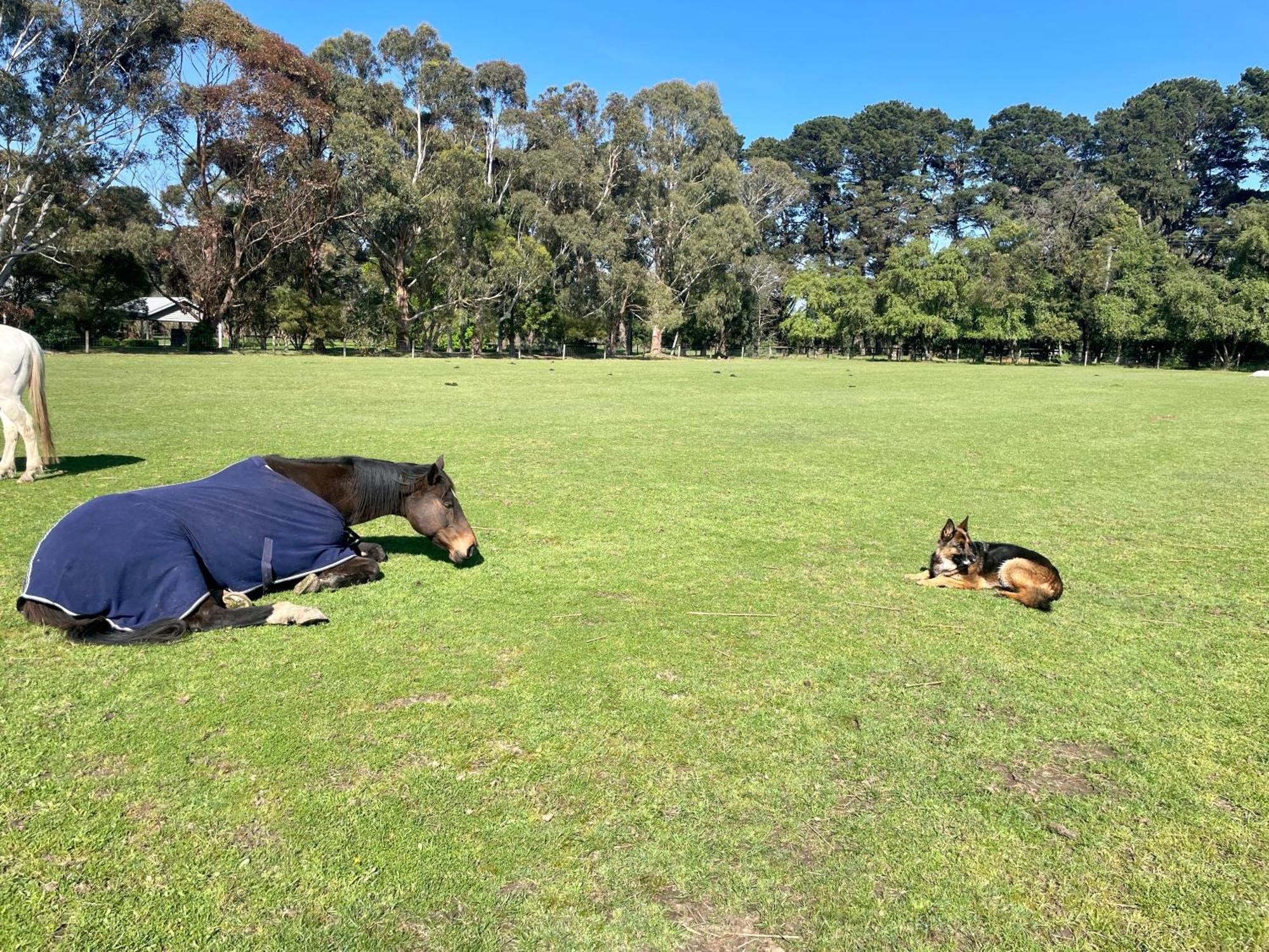 Farm Stay Maple Cottage At Wilindi Estate Tyabb Kültér fotó